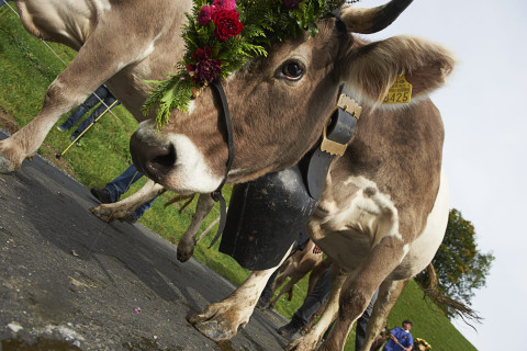 Alpabzug Flimserstein